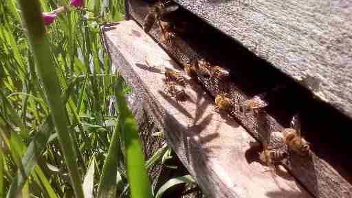 abeilles à l'entrée d'une ruche