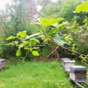fleurs de bourdaine rucher